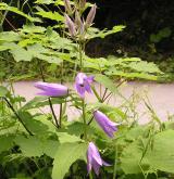 zvonek širokolistý <i>(Campanula latifolia)</i> / Habitus