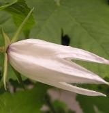 zvonek širokolistý <i>(Campanula latifolia)</i> / Květ/Květenství