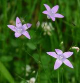 zvonek rozkladitý <i>(Campanula patula)</i> / Květ/Květenství