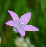 zvonek rozkladitý <i>(Campanula patula)</i> / Květ/Květenství