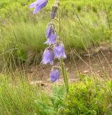 zvonek vousatý <i>(Campanula barbata)</i> / Habitus