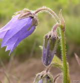 zvonek vousatý <i>(Campanula barbata)</i> / Květ/Květenství