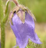 zvonek vousatý <i>(Campanula barbata)</i> / Květ/Květenství