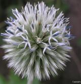 bělotrn kulatohlavý <i>(Echinops sphaerocephalus)</i>