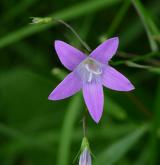 zvonek rozkladitý <i>(Campanula patula)</i> / Květ/Květenství