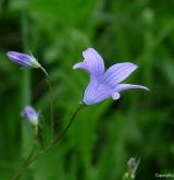 zvonek rozkladitý <i>(Campanula patula)</i> / Květ/Květenství