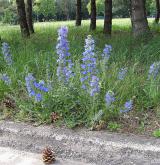 hadinec obecný <i>(Echium vulgare)</i>