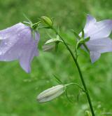 zvonek broskvolistý <i>(Campanula persicifolia)</i> / Květ/Květenství