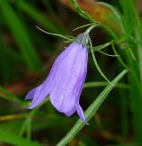 zvonek okrouhlolistý <i>(Campanula rotundifolia)</i> / Květ/Květenství