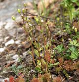 lomikámen trojprstý <i>(Saxifraga tridactylites)</i>