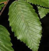 habr východní <i>(Carpinus orientalis)</i> / List