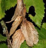 habr východní <i>(Carpinus orientalis)</i> / Plod