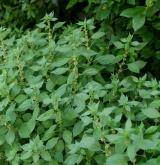 Nitrofilní bylinná vegetace lesních lemů, světlin a pasek <i>(Impatienti noli-tangere-Stachyion sylvaticae)</i>