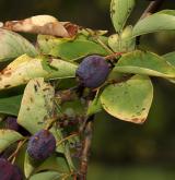 skalník mnohokvětý <i>(Cotoneaster multiflorus)</i> / Plod