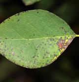 skalník mnohokvětý <i>(Cotoneaster multiflorus)</i> / List