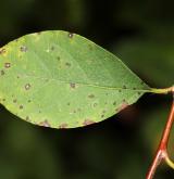 skalník mnohokvětý <i>(Cotoneaster multiflorus)</i> / List