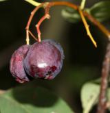 skalník mnohokvětý <i>(Cotoneaster multiflorus)</i> / Plod