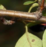 skalník mnohokvětý <i>(Cotoneaster multiflorus)</i> / Větve a pupeny