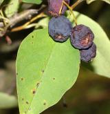 skalník mnohokvětý <i>(Cotoneaster multiflorus)</i> / Plod