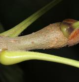 jasan čínský <i>(Fraxinus chinensis)</i> / Větve a pupeny