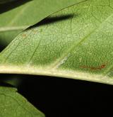 jasan čínský <i>(Fraxinus chinensis)</i> / List