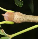 jasan čínský <i>(Fraxinus chinensis)</i> / Větve a pupeny
