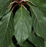 hortenzie latnatá <i>(Hydrangea paniculata)</i> / List