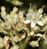hortenzie latnatá <i>(Hydrangea paniculata)</i> / Květ/Květenství
