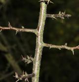 kdoulovec čínský <i>(Chaenomeles cathayensis)</i> / Větve a pupeny