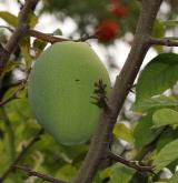 kdoulovec čínský <i>(Chaenomeles cathayensis)</i> / Plod