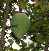 kdoulovec čínský <i>(Chaenomeles cathayensis)</i> / Plod