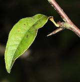 kdoulovec čínský <i>(Chaenomeles cathayensis)</i> / List