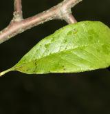 kdoulovec čínský <i>(Chaenomeles cathayensis)</i> / List