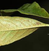 kdoulovec čínský <i>(Chaenomeles cathayensis)</i> / List