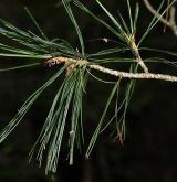 borovice Armandova <i>(Pinus armandii)</i>