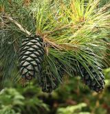 borovice Armandova <i>(Pinus armandii)</i> / Plod