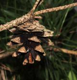 borovice hustokvětá <i>(Pinus densiflora)</i> / Plod