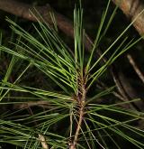 borovice hustokvětá <i>(Pinus densiflora)</i> / List
