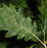dub gruzínský <i>(Quercus iberica)</i> / List