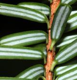 jedlovec různolistý <i>(Tsuga diversifolia)</i> / List