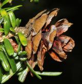 jedlovec různolistý <i>(Tsuga diversifolia)</i> / Plod