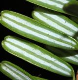jedlovec různolistý <i>(Tsuga diversifolia)</i> / List