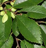 jilm drobnolistý <i>(Ulmus parvifolia)</i> / List