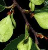 jilm drobnolistý <i>(Ulmus parvifolia)</i> / Plod