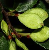 jilm drobnolistý <i>(Ulmus parvifolia)</i> / Plod
