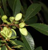 jilm drobnolistý <i>(Ulmus parvifolia)</i> / Větve a pupeny