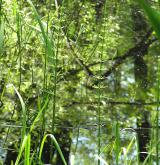 přeslička poříční <i>(Equisetum fluviatile)</i> / Habitus