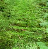 přeslička lesní <i>(Equisetum sylvaticum)</i> / Habitus