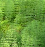 přeslička lesní <i>(Equisetum sylvaticum)</i> / Detail porostu