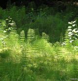 přeslička lesní <i>(Equisetum sylvaticum)</i> / Detail porostu